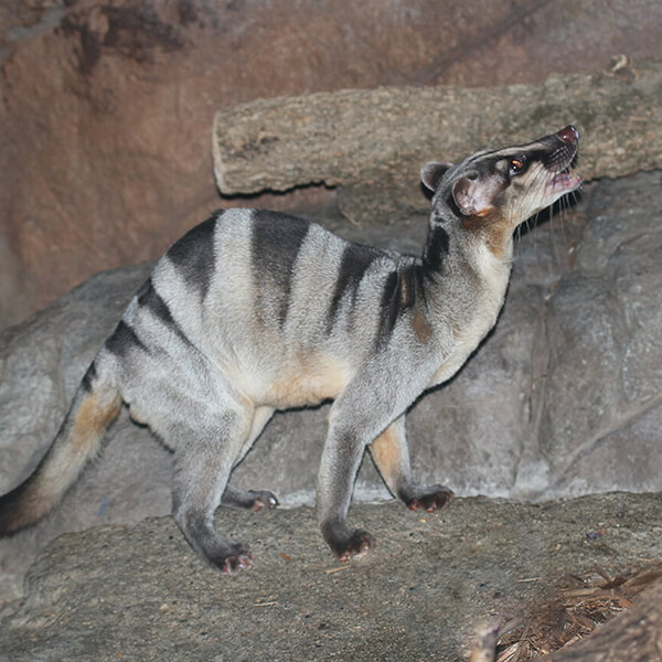 Banded Palm Civet