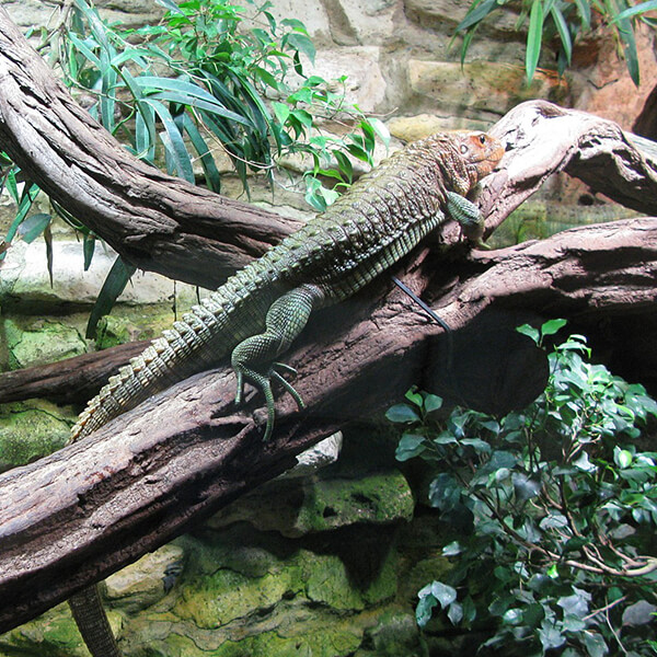 Caiman Lizard