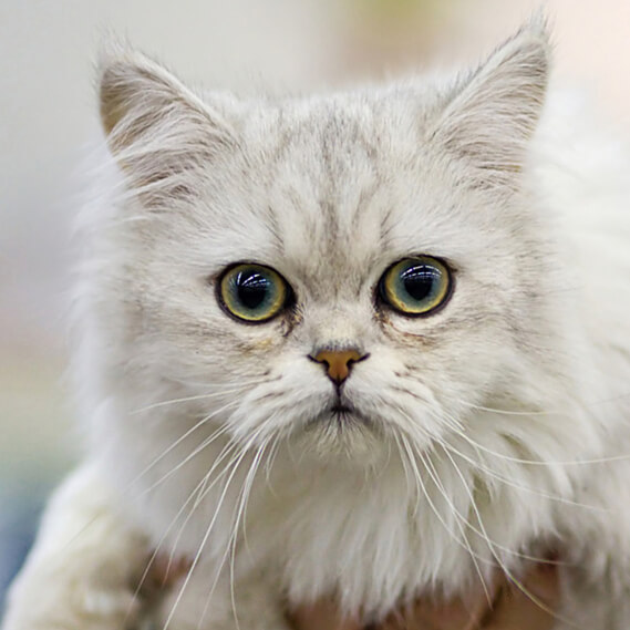 Asian Semi-longhair