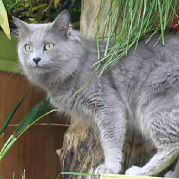 Nebelung