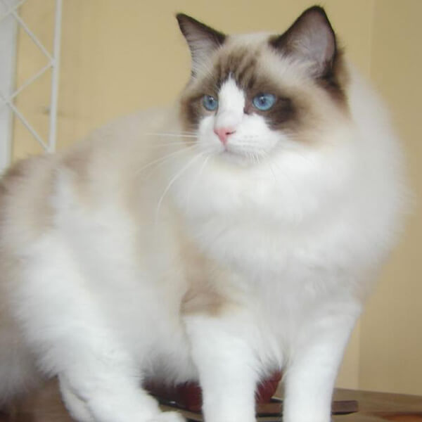 Ragdoll