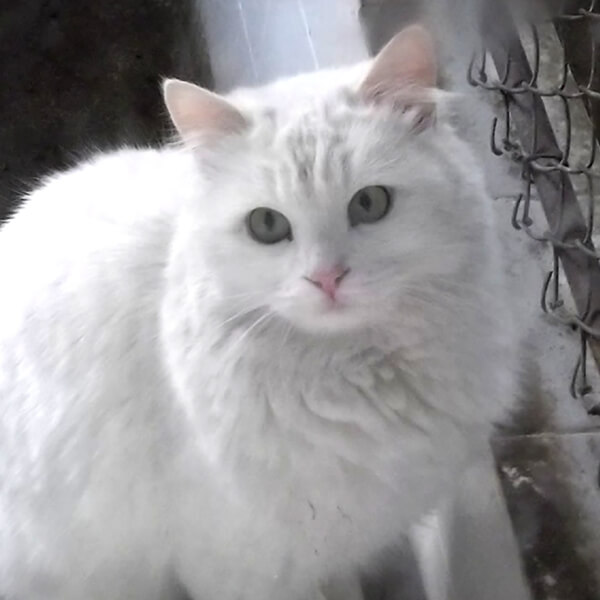 Turkish Angora