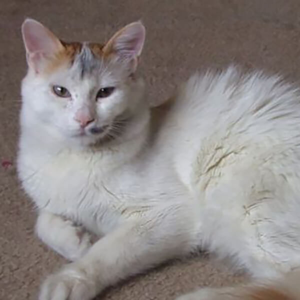 Turkish Van