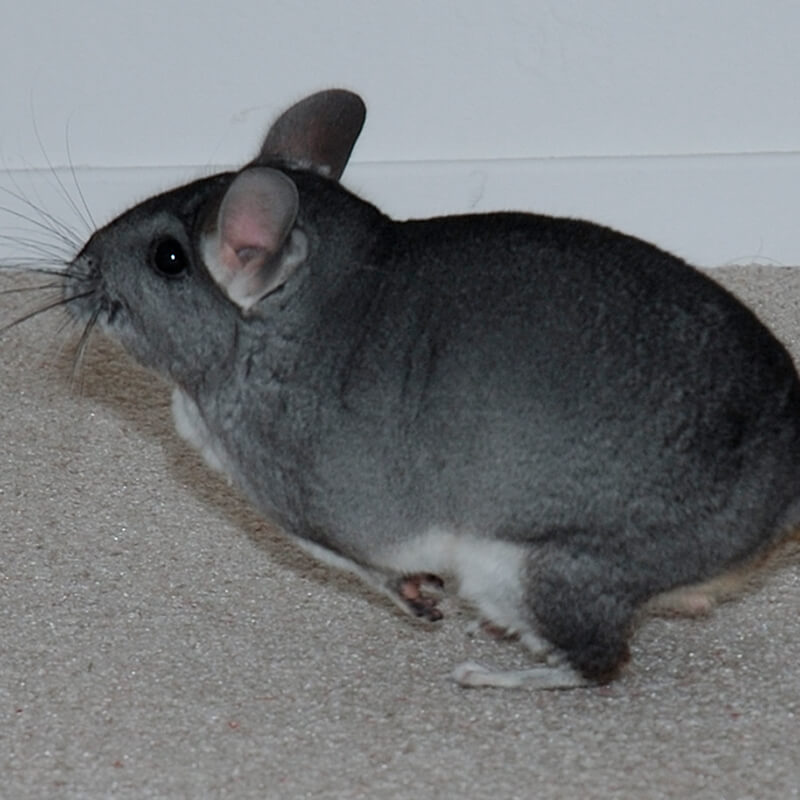 Chinchilla