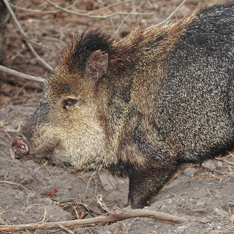 Collared Peccary