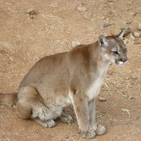 Cougar