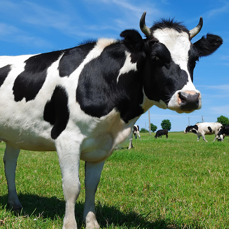 Cow