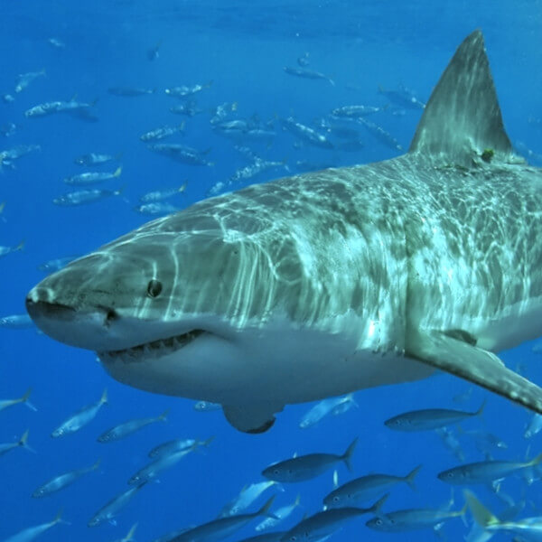 Great White Shark