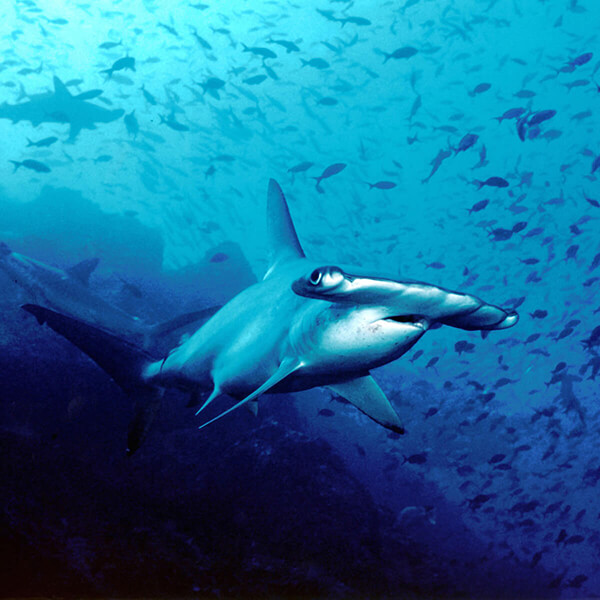 Hammerhead Shark