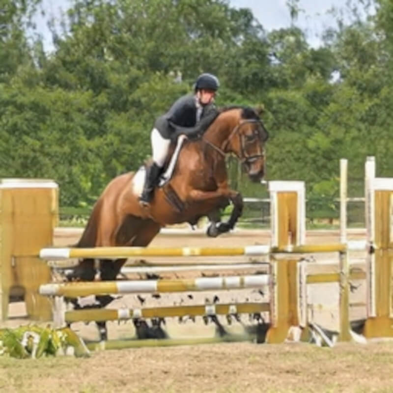 competition horse