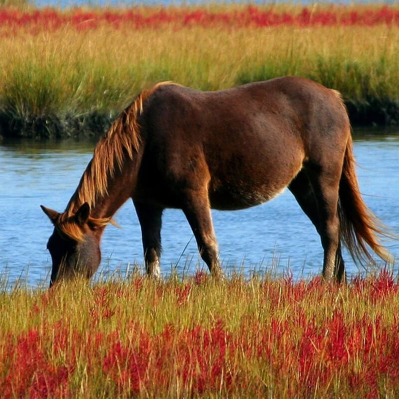 Horse Name Generator Generate Tons Of Random Horse Names