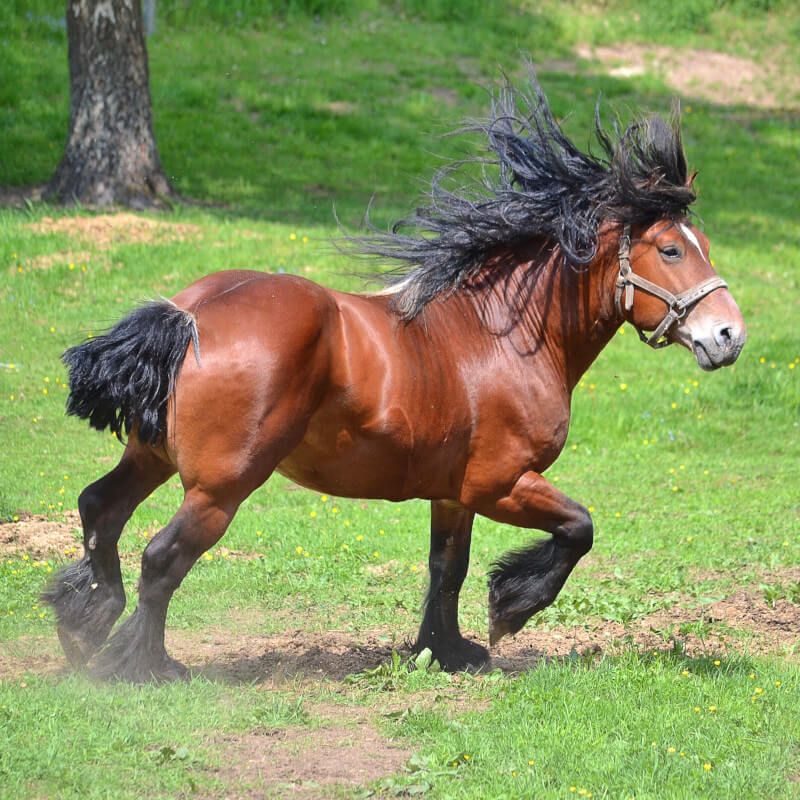 horse running