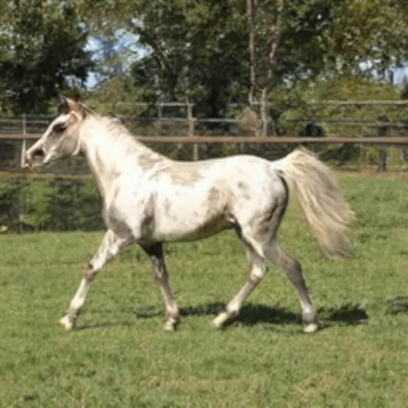 white spotted horse