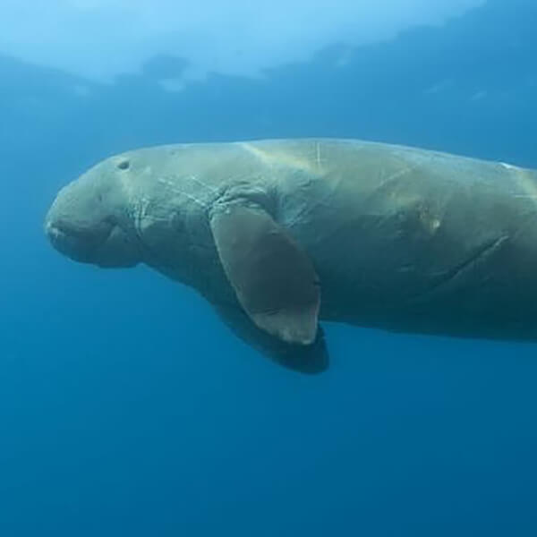 Stellers Sea Cow