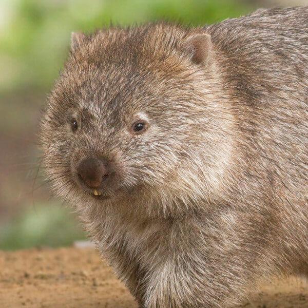 Wombat